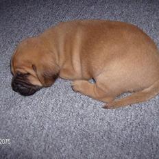 Blanding af racer Leif