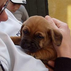 Blanding af racer Leif