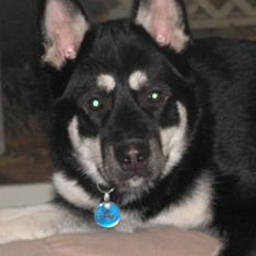 Blanding af racer Rex   * DØD *