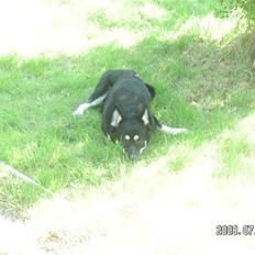 Blanding af racer Rex   * DØD *