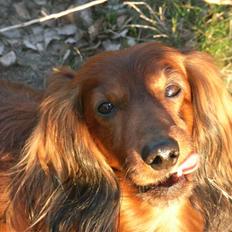 Dværggravhund Nuggi