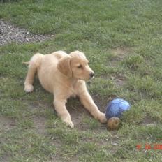 Golden retriever  Rocky