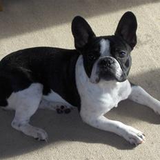 Fransk bulldog $Tyson$