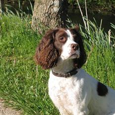 Engelsk springer spaniel Plet (Sandra)