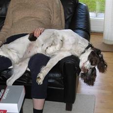 Engelsk springer spaniel Plet (Sandra)