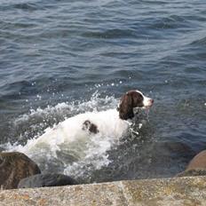 Engelsk springer spaniel Plet (Sandra)
