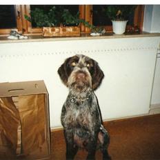 Ruhåret hønsehund Fix *død*