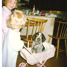 Ruhåret hønsehund Fix *død*