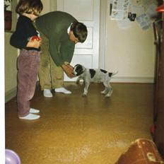 Ruhåret hønsehund Fix *død*