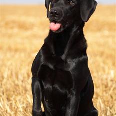 Labrador retriever Keis Zip "Zip" R.I.P.