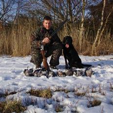 Labrador retriever Keis Zip "Zip" R.I.P.