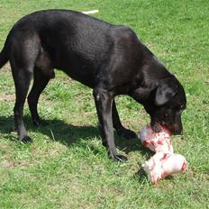 Labrador retriever Keis Zip "Zip" R.I.P.