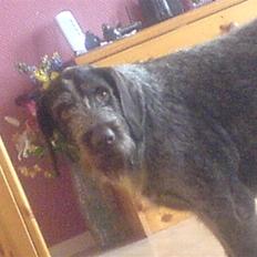 Ruhåret hønsehund Tikka