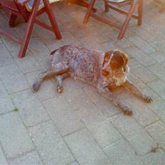 Ruhåret hønsehund Tikka