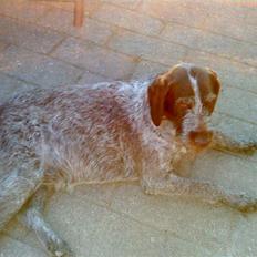 Ruhåret hønsehund Tikka