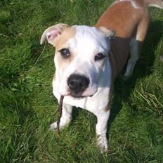 Mallorca Mastiff / Ca de Bou Amiga