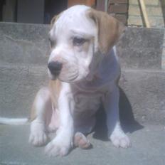 Mallorca Mastiff / Ca de Bou Amiga