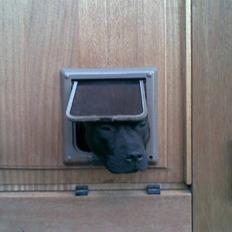 Staffordshire bull terrier Berta prut