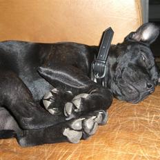 Staffordshire bull terrier Berta prut