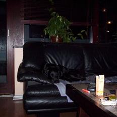 Flat coated retriever Ronja <3 R.I.P. (død) :'(