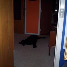 Flat coated retriever Ronja <3 R.I.P. (død) :'(