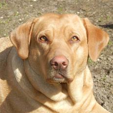 Labrador retriever molly R.I.P