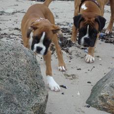 Boxer Qline von Ellinghaus