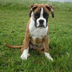 Boxer Qline von Ellinghaus