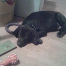 Blanding af racer kato