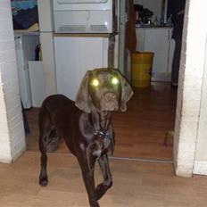 Blanding af racer kato