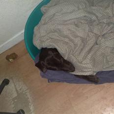 Blanding af racer kato