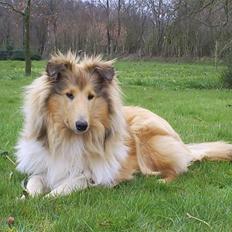 Collie langhåret Nitopets Impressive Inca