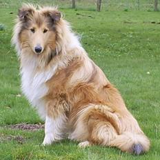 Collie langhåret Nitopets Impressive Inca