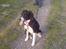 Border collie Blacki