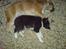 Border collie Blacki
