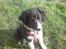 Border collie Blacki