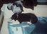 Border collie Blacki