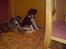 Border collie Blacki