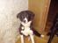 Border collie Blacki