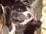 Border collie Blacki