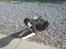 Border collie Blacki