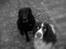 Engelsk springer spaniel Nemo  - Nemo og hans bedste ven Buster 