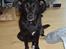Blanding af racer Lucky - min dejlige lille putte hund