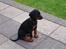 Dobermann Armageddonstars Elmander (R.I.P.)