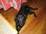 Blanding af racer Ronja R.I.P :( - ligger altid ved bordet, måske fordi hun lige ville havde en god bid :)