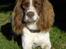 Field Trial spaniel Mickey  - 17/10-08