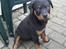 Rottweiler Tayson (aflivet d 1/7-09)