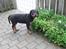 Rottweiler Tayson (aflivet d 1/7-09)