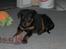 Rottweiler Tayson (aflivet d 1/7-09)