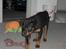 Rottweiler Tayson (aflivet d 1/7-09)